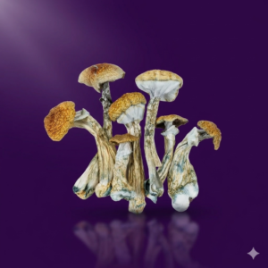 Hongos psilocibe cubensis deshidratados